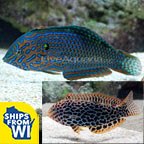 Leopard Wrasse